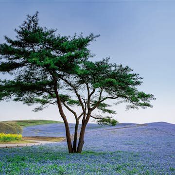 Tapet Idealdecor Tree In Blue Flower Field In Japan