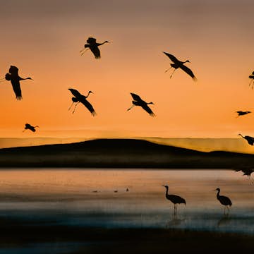 Tapet Idealdecor Birds At Sunset