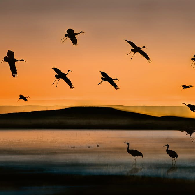 Tapet Idealdecor Birds At Sunset
