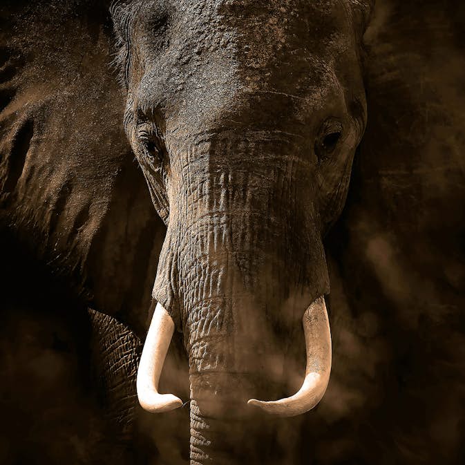 Tapet Idealdecor Elephant Ivory