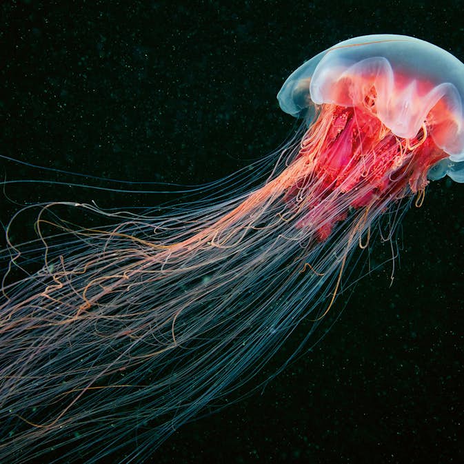 Tapet Idealdecor Jellyfish