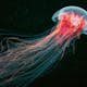 Tapet Idealdecor Jellyfish