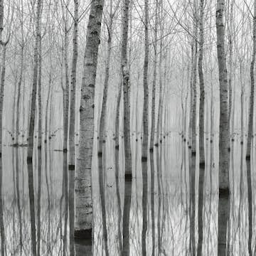 Tapet Idealdecor Birch Forest In The Water