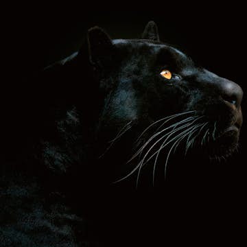 Tapet Idealdecor Jaguar