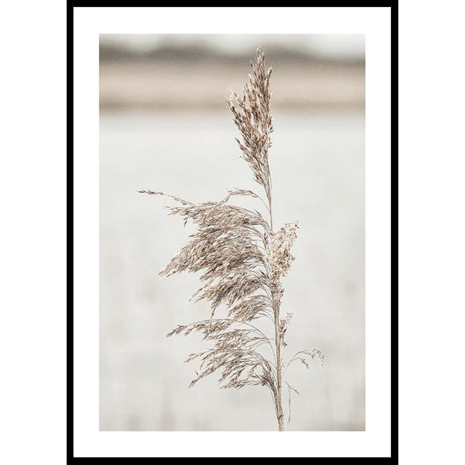 Poster Gallerix Boho Dried In Nature No7
