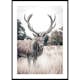 Poster Gallerix Wild Stag