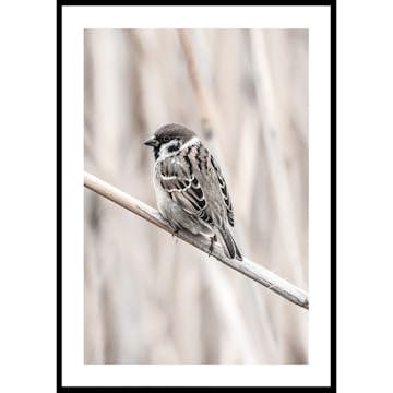 Poster Gallerix Tree Sparrow