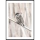Poster Gallerix Tree Sparrow