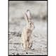Poster Gallerix Hare Up Close