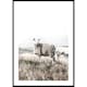 Poster Gallerix White Sheep In Field