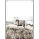 Poster Gallerix White Sheep In Field