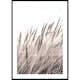 Poster Gallerix Boho Dried In Nature No1