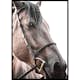 Poster Gallerix Brown Horse Up Close
