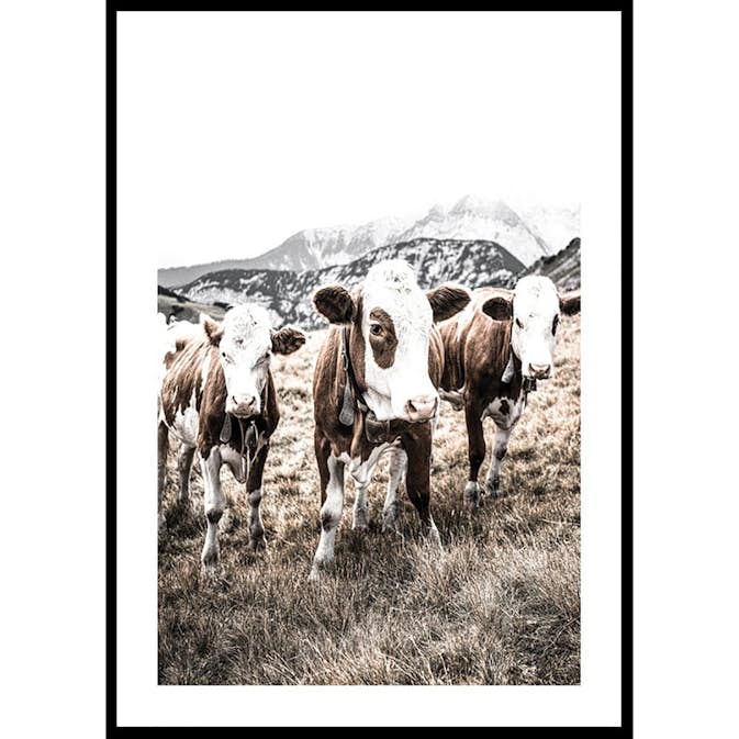 Poster Gallerix Cattle In Field