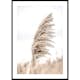 Poster Gallerix Dry Reeds No4