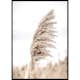 Poster Gallerix Dry Reeds No4