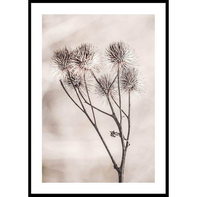 Poster Gallerix Dried Flower Sprig