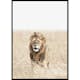 Poster Gallerix Lion On The Savannah
