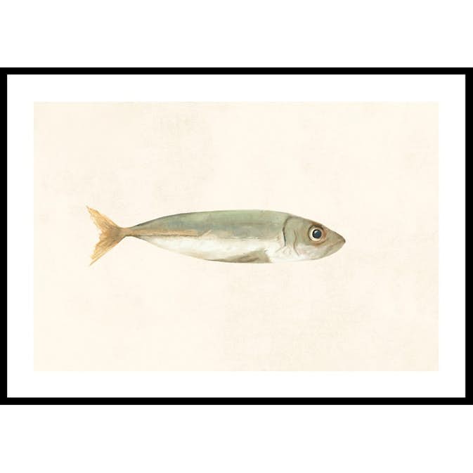 Poster Gallerix Colored Sardine