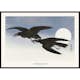 Poster Gallerix Crows At Full Moon By Ohara Koson