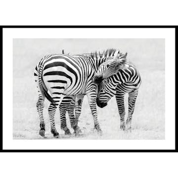 Poster Gallerix Zebras B&W