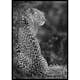 Poster Gallerix Jaguar B&W