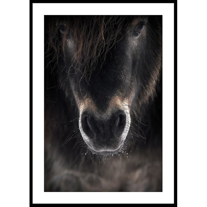 Poster Gallerix Horse Mule
