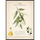 Poster Gallerix Olive Olea Europaea