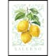 Poster Gallerix Salerno Amalfi Lemons