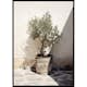 Poster Gallerix Olive Tree Mediterranean No2