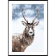 Poster Gallerix Winter Buck In Snow