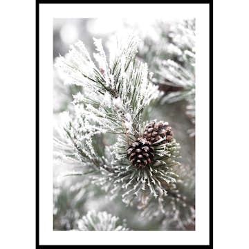 Poster Gallerix Snowy Fir Branch