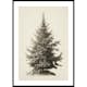 Poster Gallerix Vintage Fir Tree