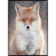 Poster Gallerix Red Fox