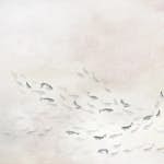 Tapet Coordonné Core 6600081