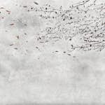 Tapet Coordonné Core 6600085