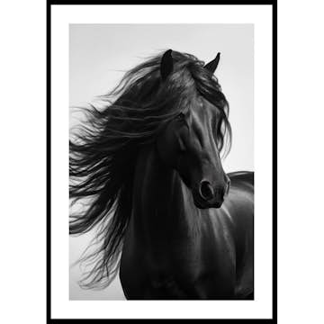 Poster Gallerix Black Horse Show No1