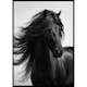 Poster Gallerix Black Horse Show No1