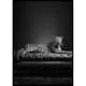 Poster Gallerix The Pet Leopard B&W