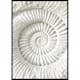 Poster Gallerix The Nautilus Carving
