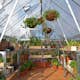 Växthus Canopia by Palram Balance 11,9 m²