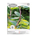 Frö Malabarspenat Nelson Garden Röd