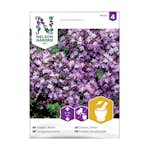 Frö Backtimjan Nelson Garden