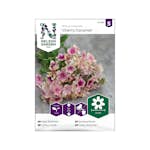 Frö Sommarflox Nelson Garden Cherry Caramel