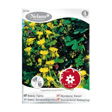 Frö Fjärilskrasse Nelson Garden gul
