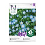 Frö Prins Gustafs Öga Nelson Garden Ljusblå