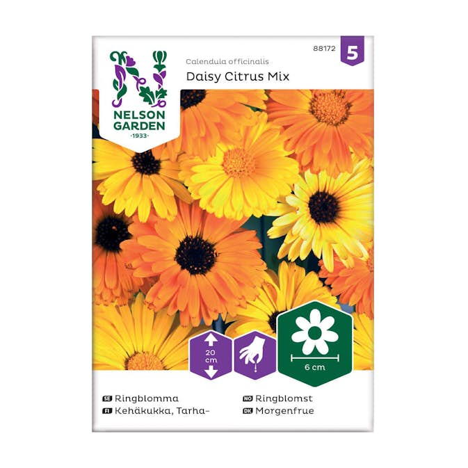 Frö Ringblomma Nelson Garden Daisy Citrus Mix