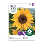 Frö Jättesolros Nelson Garden