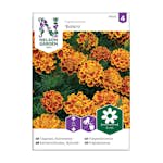 Frö Sammetstagetes Nelson Garden Bolero