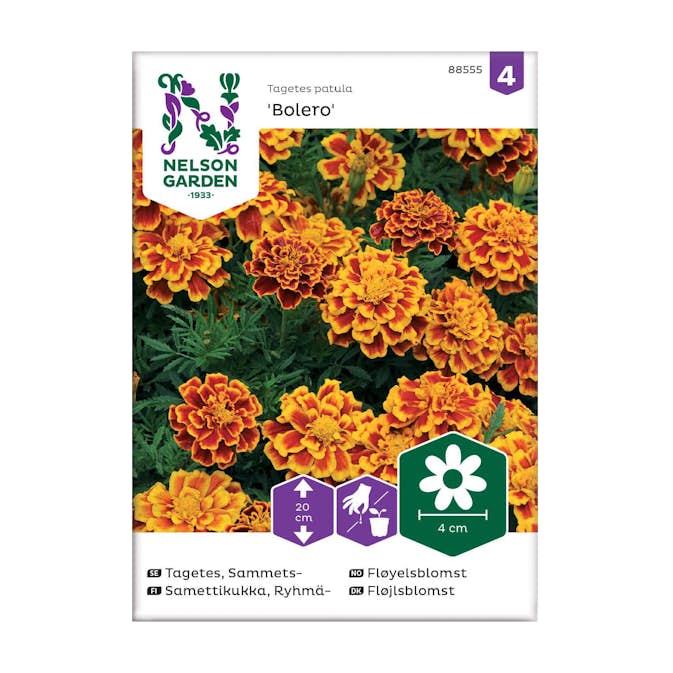 Frö Sammetstagetes Nelson Garden Bolero